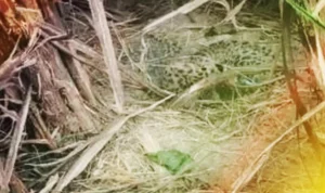 Mrj News 20251225 224426 0000